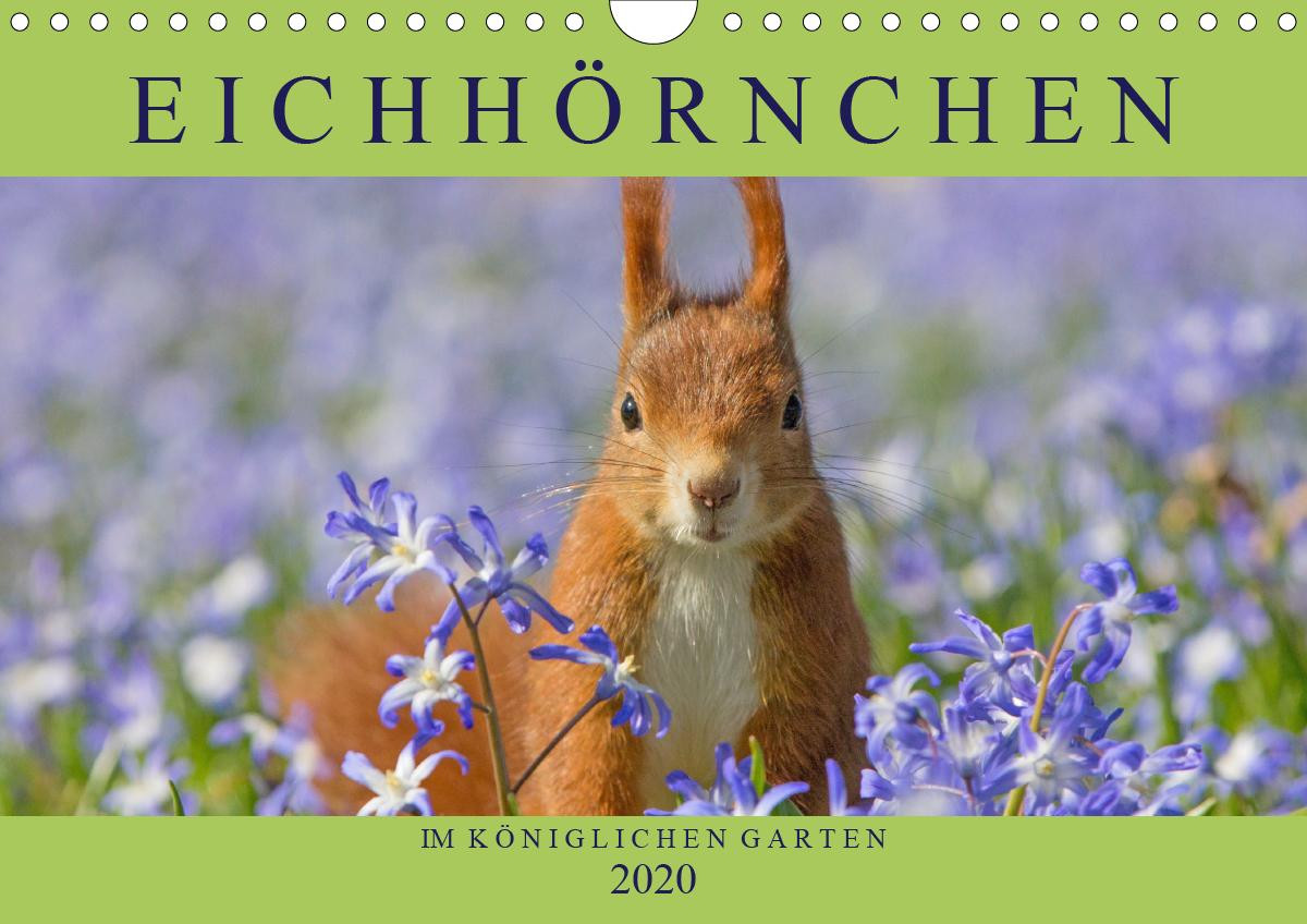 Eichhörnchen im Königlichen Garten (Wandkalender 2020 DIN ...